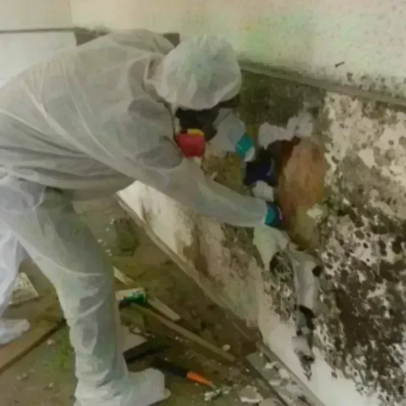 Mold Remediation and Removal in Midfield, AL